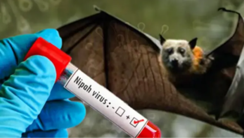 НИПАХ ВИРУС БУЮУ ЖИМСНИЙ САРЬСАН БАГВААХАЙ ХАЛДВАР ҮХЛИЙН АЮУЛТАЙ